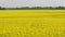 Blooming canola field. Tranquility harmony.