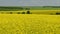 Blooming canola field. Tranquility harmony.