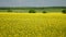 Blooming canola field. Tranquility harmony.