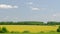 Blooming canola field. Tranquility harmony. Time-lapse.