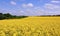 Blooming canola fields