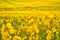 Blooming canola flowers on agricultural field. Rape in nature in spring. Bright Yellow oil. Flowering rapeseed. Photo with space