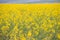 Blooming canola flowers close-up. .Bright Yellow rapeseed oil. Blue background in the distance is Nemophila menziesii