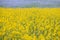 Blooming canola flowers close-up. .Bright Yellow rapeseed oil. Blue background in the distance is Nemophila menziesii