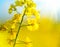 Blooming canola flowers closeup