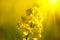 Blooming canola flowers closeup