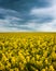 blooming canola and grey storm clouds.thunderstorm is coming soon