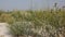 Blooming Carduus of thistles on the sandy soil.