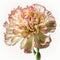 Blooming Carnation: A Colorful Delight