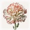 Blooming Carnation: A Colorful Delight