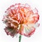 Blooming Carnation: A Colorful Delight