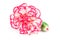 Blooming carnation flower