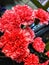 the blooming carnation flower has a red orange color