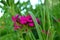 Blooming carnation in high grass