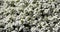Blooming Carpet of White Aubrieta. Aubretia