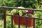 Blooming cascading petunia in a flowerpot on the terrace railing