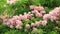 Blooming Cassia javanica, Pink shower, Java cassia, Apple blossom tree