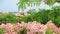 Blooming Cassia javanica, Pink shower, Java cassia, Apple blossom tree