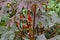 Blooming Castor oil plant, Ricinus communis, Bavaria, Germany, Europe