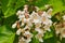 Blooming catalpa on a city street