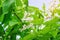 Blooming catalpa tree. White flowers on a background of green leaves