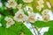 Blooming catalpa tree. White flowers on a background of green leaves