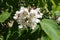 Blooming catalpa with white flowers
