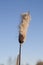 Blooming cattail against blue sky