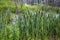 Blooming cattail on the edge of the swamp