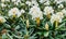 Blooming Caucasus white rhododendrons.
