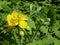 Blooming celandine