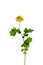 Blooming Celandine Chelidonium majus