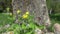 Blooming celandine ( Chelidonium majus) medical herb