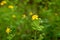 Blooming celandine. Yellow flowers of forest plants