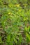 Blooming celandine. Yellow flowers of forest plants