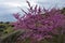 Blooming Cercis or Judas tree