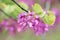 Blooming Cercis occidentalis in the mountains of Cyprus in spring