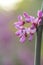 Blooming Cercis occidentalis in the mountains of Cyprus in spring