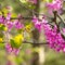 Blooming Cercis occidentalis in the mountains of Cyprus in spring