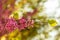 Blooming Cercis occidentalis in the mountains of Cyprus in spring