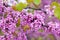 Blooming Cercis tree