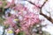 Blooming Cersis, blooming Judah tree against the blue sky, a beautiful pink-blue floral background