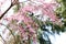 Blooming Cersis, blooming Judah tree against the blue sky, a beautiful pink-blue floral background