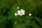 Blooming chamomile field, Chamomile flowers on a meadow in summer