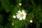 Blooming chamomile field, Chamomile flowers on a meadow in summer