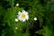 Blooming chamomile field, Chamomile flowers on a meadow in summer