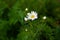 Blooming chamomile field, Chamomile flowers on a meadow in summer