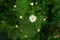 Blooming chamomile field, Chamomile flowers on a meadow in summer