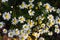 Blooming chamomile field, Chamomile flowers on a meadow in summer