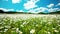 Blooming chamomile fields on a blue sky background